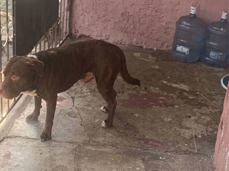 Alison Murillo, de 11 años, fue atacada por un pitbull el pasado viernes cuando regresaba de la escuela. Su madre relató que encontró a la menor ensangrentada y pidió ayuda para cubrir los gastos médicos.