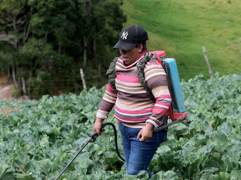 Cada día comienza antes del sol para miles de madres en Honduras, que como Carmen Leticia Martínez Fúnez, luchan en el campo y en los mercados para garantizar el sustento de sus familias con valor.