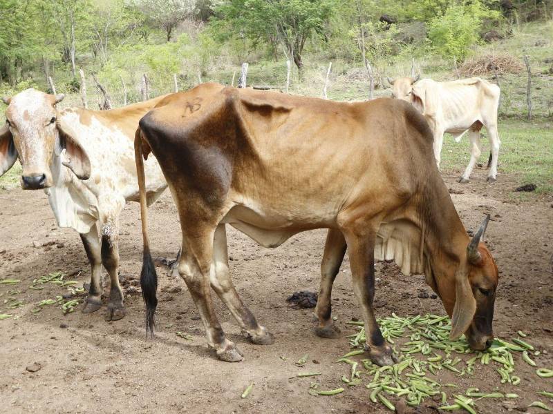 El impacto se extiende a la ganadería, donde los productores reportan pérdida de reses, menor peso de los animales y una caída en la producción de leche.