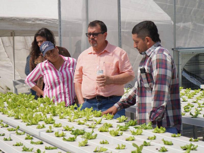 Los productores de Sabanagrande implementan tecnologías para producir debido a la variabilidad climática que impera en el sector y a nivel nacional.