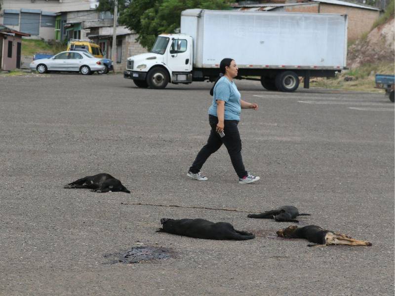 En agosto de 2024 mataron a balazos a cuatro perros en el mercado Perisur, un acto de crueldad animal.