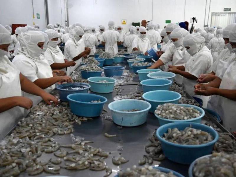 La exportación de camarón inició con una reducción en el inicio del año 2026.