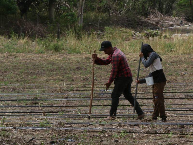En comunidades del sur hay productores que perdieron toda su cosecha de maíz, después de sembrar con las pocas lluvias registradas en mayo.