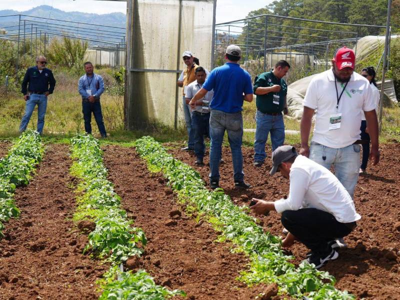 Uno de los principales objetivos del encuentro de expertos internacionales será mejorar la producción de los diferentes rubros en Honduras.