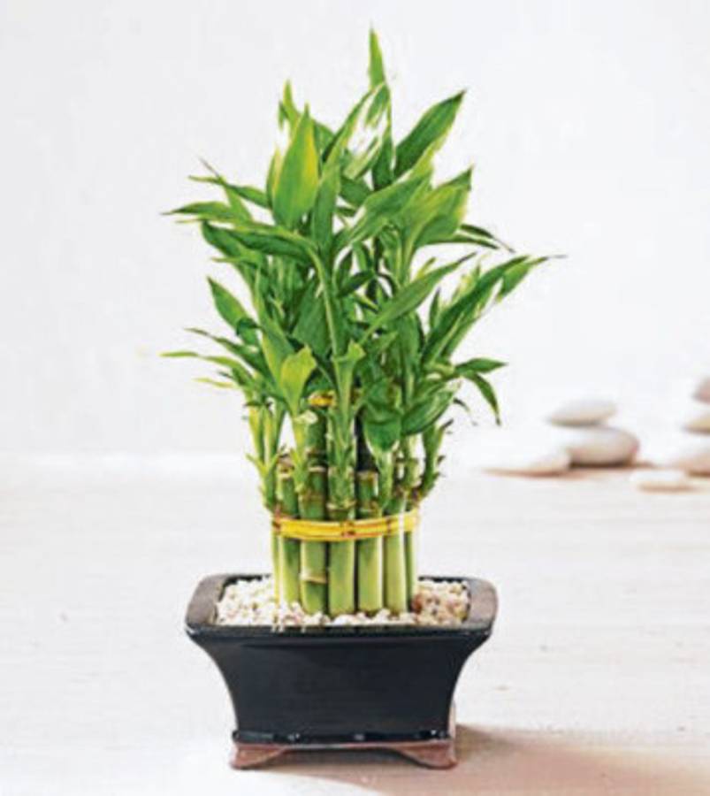 Una casa decorada y con buena suerte