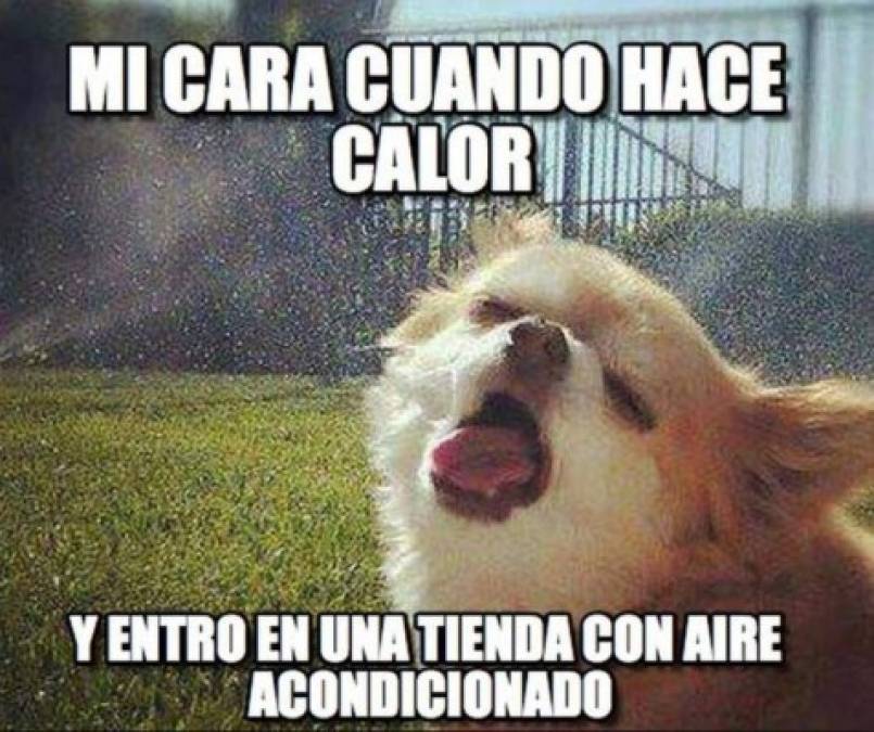 Los divertidos memes que dejan los 40 grados centígrados en San Pedro Sula