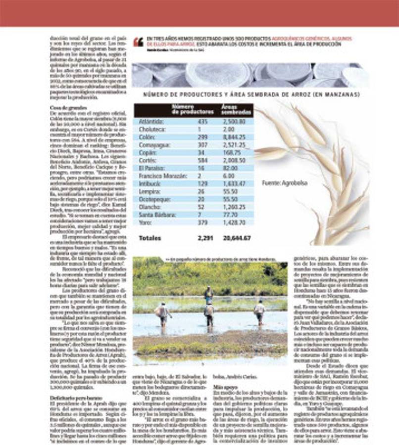 Repunta la producción de arroz