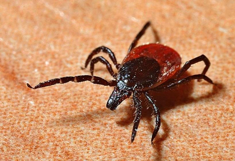 La garrapata “estrella solitaria” que deja contagios de extraño virus en EEUU