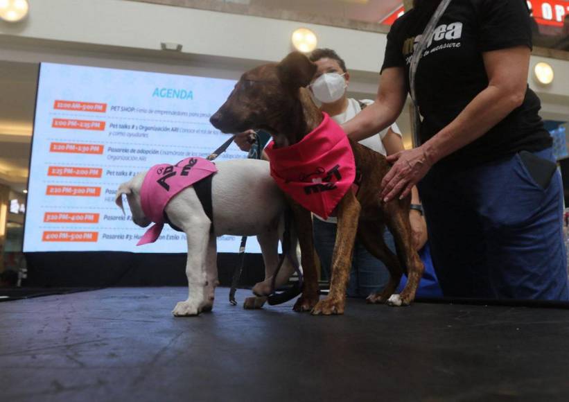 ¡Adorables! Los “puppies” más tiernos de la pasarela de Pet Ville