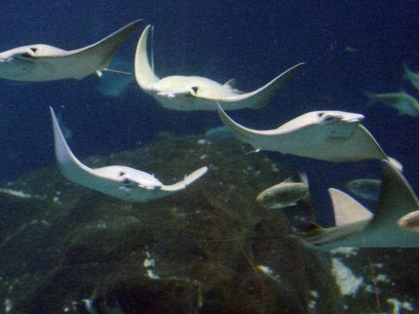 Resonancias de la cola de una raya gavilán revelaron vínculos a órganos sensoriales que ayudan a detectar movimiento.