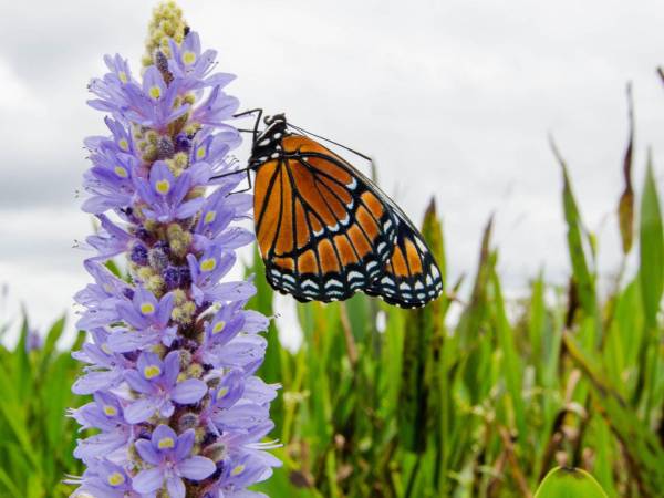 Datos de ciudadanos se usan para ubicar hábitats críticos y predecir efectos del cambio climático.