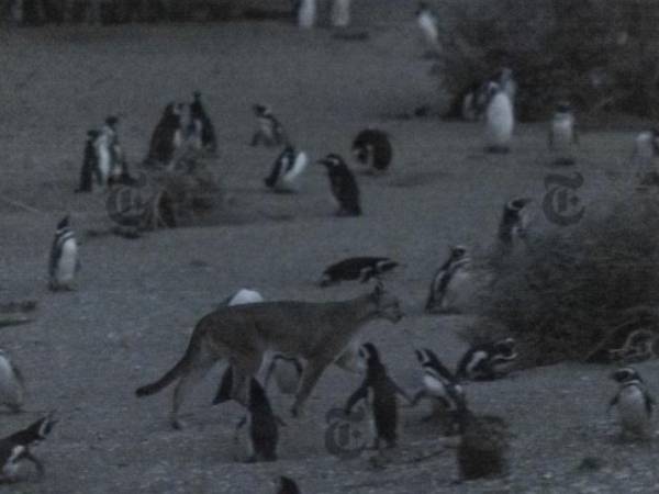 Un puma y varios pingüinos en la región de la Patagonia, en América del Sur.