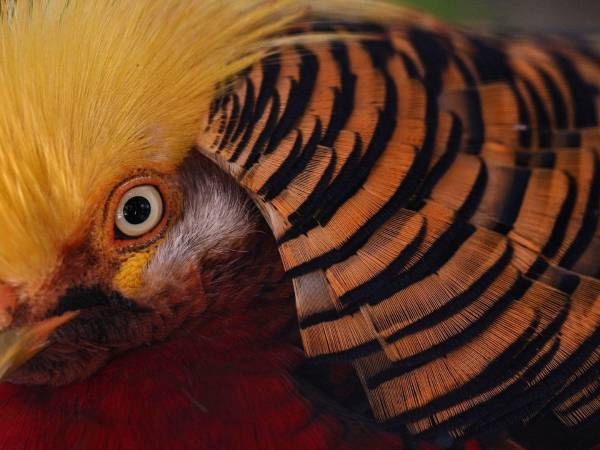 Los faisanes dorados machos ven mucho menos que las hembras de su especie.