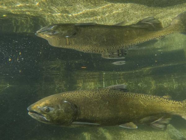 Salmón real en el Río Scott, afluente del Río Klamath, en el norte de California, en el 2023.