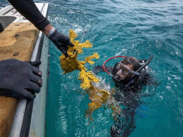 Durante ola de calor oceánica en Florida en el 2023, expertos sacaron corales del mar y los salvaron en tanques.