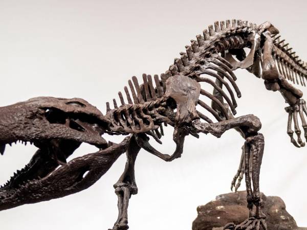 Esqueleto de Kostensuchus impreso en 3D. Los científicos afirman que medía alrededor de 3.50 metros de largo. (José Brusco)