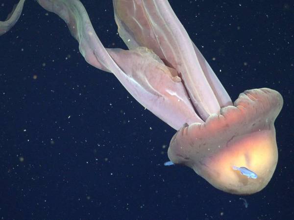 Un robot submarino captó en todo su esplendor a la medusa fantasma gigante frente a Argentina. Un hallazgo histórico para la ciencia.