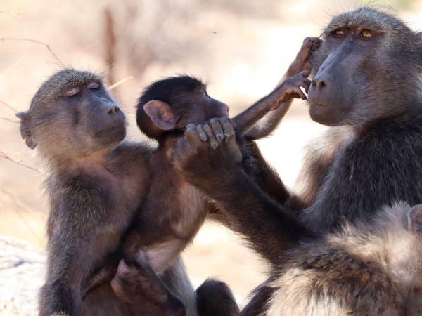 A photo provided by Dr. Axelle Delaunay shows a baboon family in Namibia. Young primates in a southern African nature park were observed to constantly interfere when their mother was giving attention to a younger brother or sister. (Dr. Axelle Delaunay via The New York Times) — NO SALES; FOR EDITORIAL USE ONLY WITH NYT STORY SLUGGED MONKEY JEALOUSY BY ANNIE ROTH FOR FEB. 10, 2026. ALL OTHER USE PROHIBITED. —