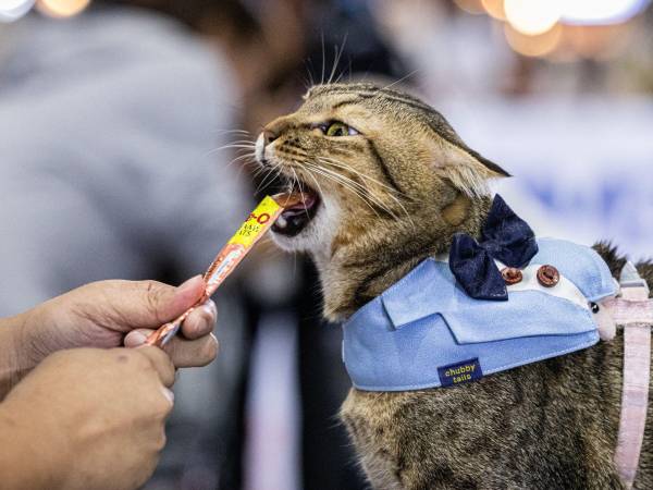 Kimmon ganó una carrera de comer a velocidad en la Exposición Internacional de Variedades de Mascotas.