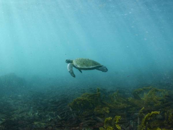Tortuga verde del Pacífico cerca de Isla Fernandina, en Ecuador.