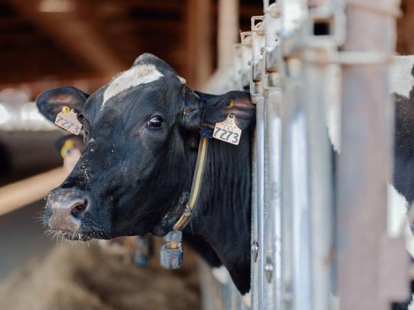 Los collares para vacas se vuelven más modernos, al añadirles sensores y software para monitorear su salud.
