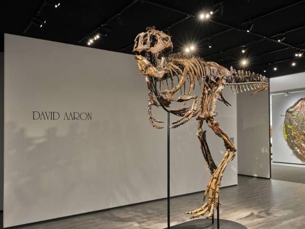 ¿Es un nanotyrannus, una nueva especie o solo un T. Rex bebé?