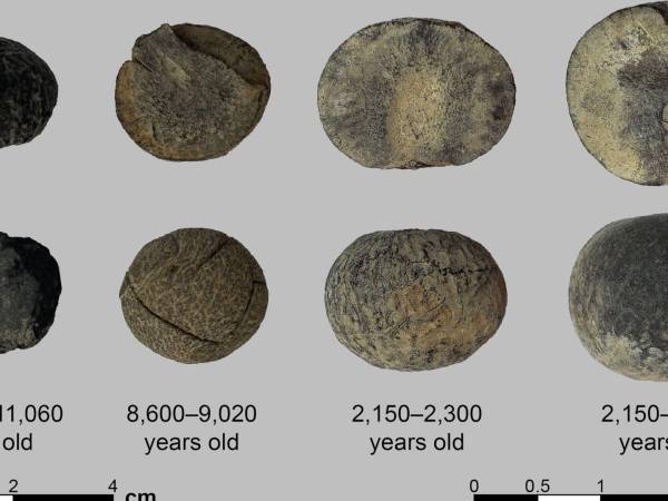 Los esfuerzos humanos por domesticar los aguacates han llevado a frutos más grandes y cáscaras más gruesas. El tamaño del hueso del aguacate ha crecido con el tiempo. (Thomas Harper)