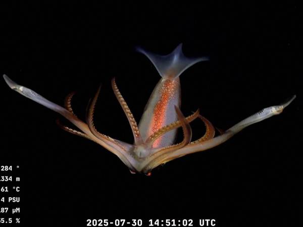 Científicos del Conicet, el consejo científico nacional de Argentina, lideraron una expedición en Mar del Plata.