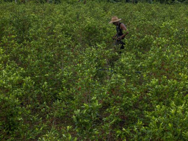 Narcotraficantes han dejado de ir a Caño Cabra, Colombia, por pasta de coca, elaborada al cosechar hojas de coca.