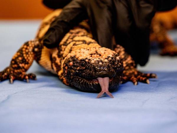 Pebbles está infectada con Cryptosporidium, un parásito que suele ser una sentencia de muerte para los reptiles. (Emily Elconin para The New York Times)