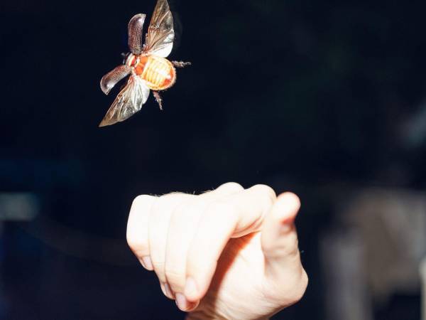 El escarabajo rinoceronte del coco, endémico del sudeste asiático, se detectó por primera vez en Hawai en el 2013.