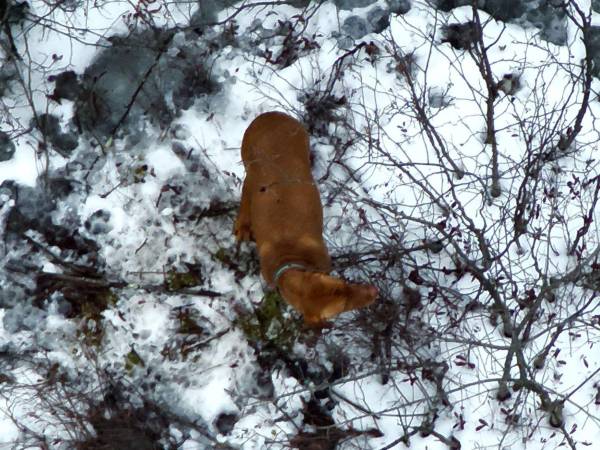 Chad Tavernia, investigador policial retirado, utilizó un dron con imágenes térmicas para encontrar a Otis, un vizsla que se perdió en Vermont.