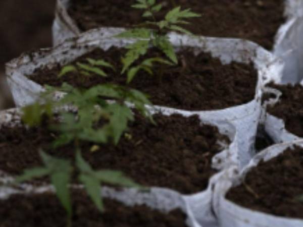 Arbolitos en un vivero estatal en Vijayapura, India. Millones de árboles fueron regalados o vendidos a precios subsidiados.