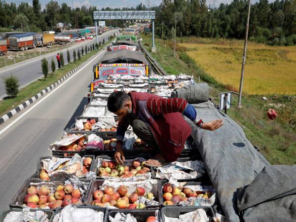 Un trailero clasifica y desecha manzanas podridas de su vehículo, varado en una carretera en Cachemira. (Sharafat Ali/Reuters)
