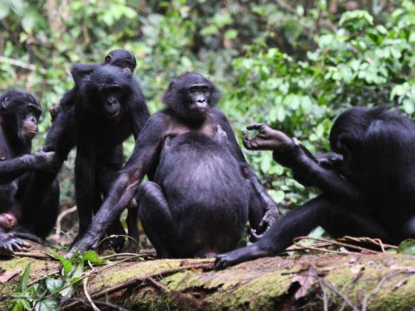 Investigadores hallaron que aunque los bonobos machos son más grandes, las hembras dominan.