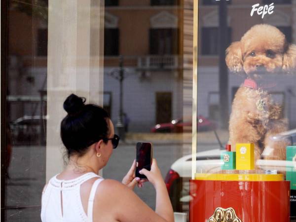 Un olor caro podría dañar la capacidad de tu perro para sortear su mundo, dicen veterinarios.