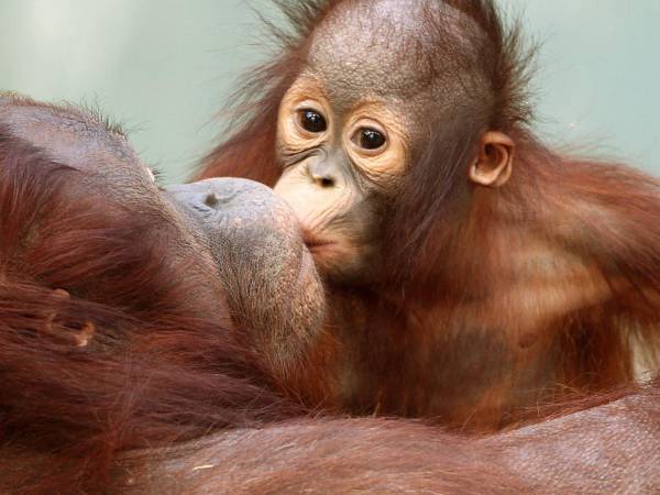 Un estudio ha hallado que los besos son mucho más comunes en las especies de lo que se creía. Un bebé orangután besando a su madre.