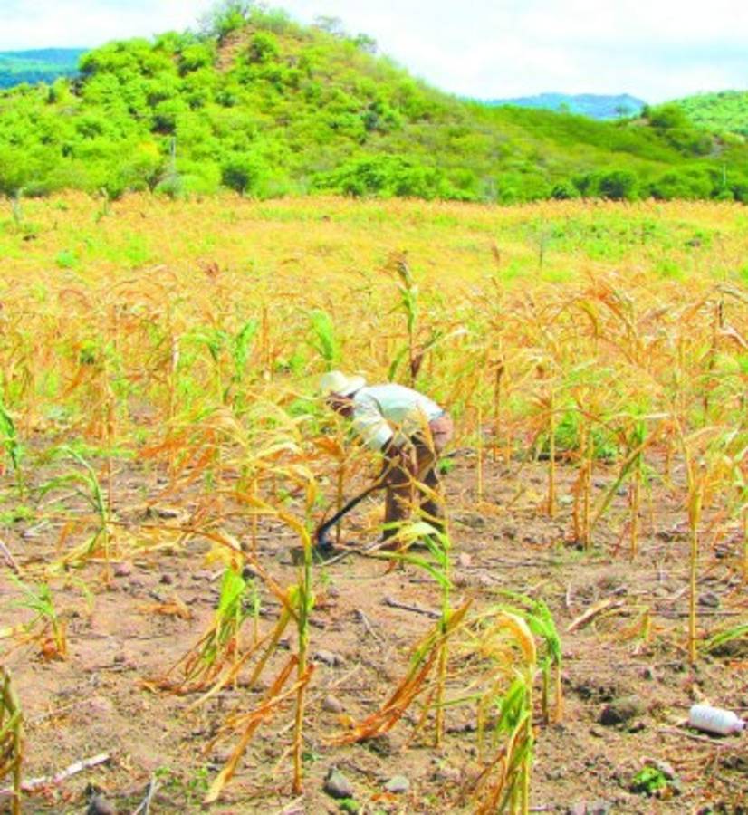 Pérdidas por sequía ascienden a un millón de quintales de granos