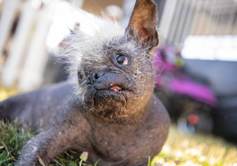 FOTOS: Mr. Happy Face, así es el perro más feo del mundo