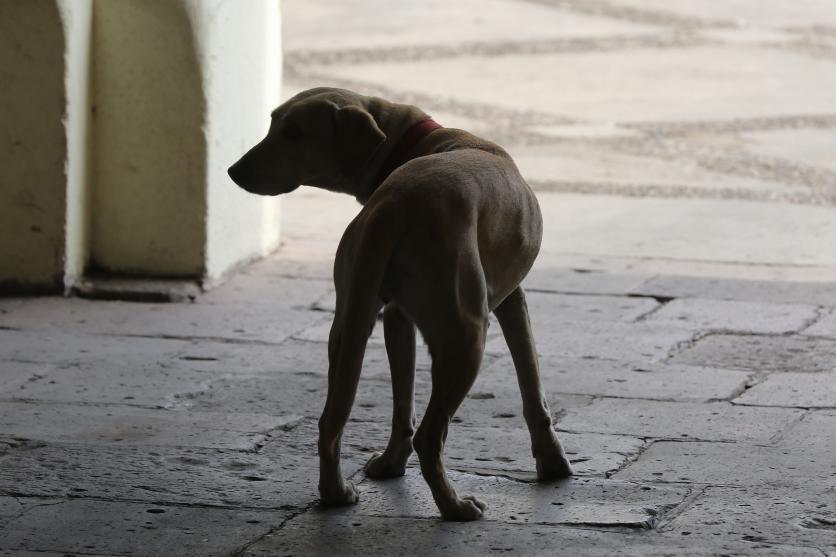 $!Los perros y gatos, según el proyecto, tendrían que portar un microchip de registro.