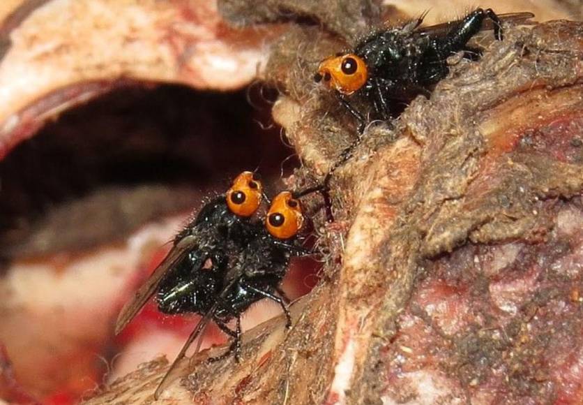 Moscas carnívoras: Todo lo que debes saber sobre este insecto que se creía extinto