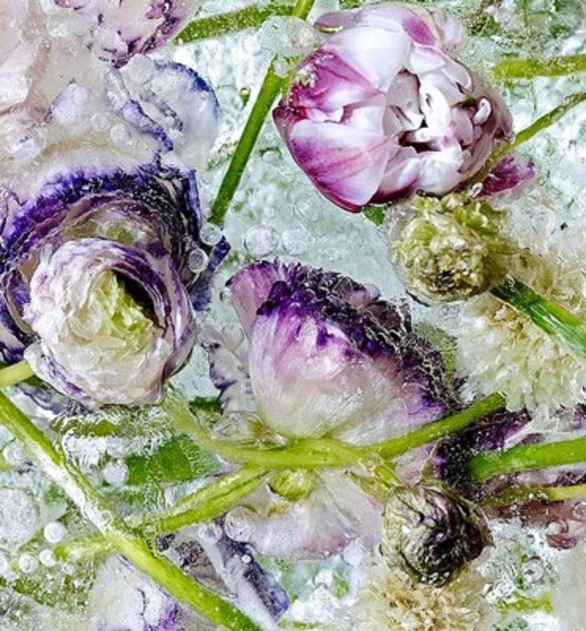 Arte a partir de flores congeladas