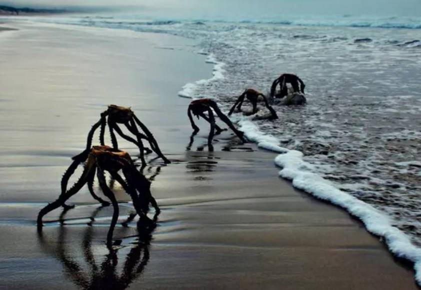 Las espeluznantes fotos captadas en Sudáfrica que causaron pánico