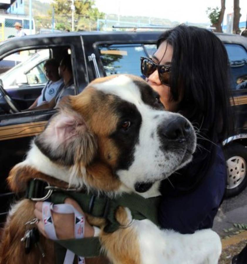 Honduras: Exigen protección para sus fieles amigos