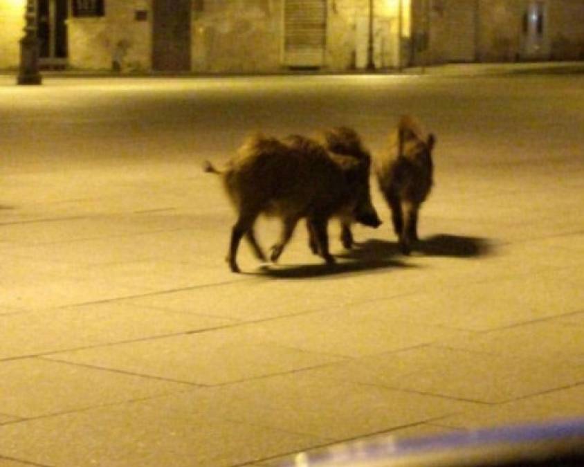 FOTOS: Animales salvajes pasean por las calles ante ausencia de humanos