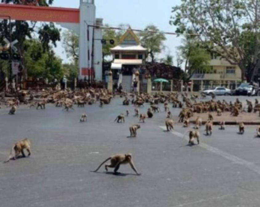 FOTOS: Animales salvajes pasean por las calles ante ausencia de humanos