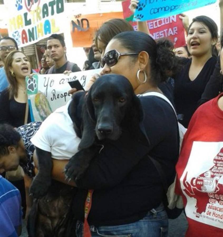 Honduras: Exigen aprobación de ley contra maltrato animal