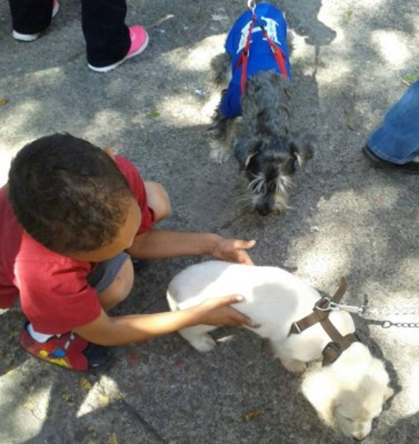 Honduras: Exigen aprobación de ley contra maltrato animal