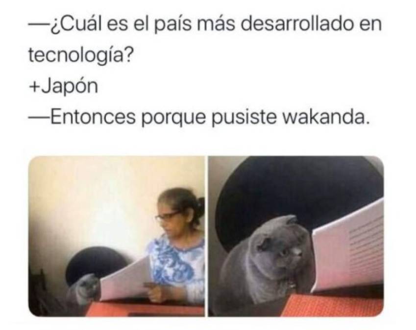 Divertidos memes del gato regañado que invaden las redes