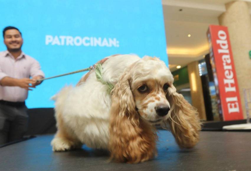 ¡Adorables! Los “puppies” más tiernos de la pasarela de Pet Ville
